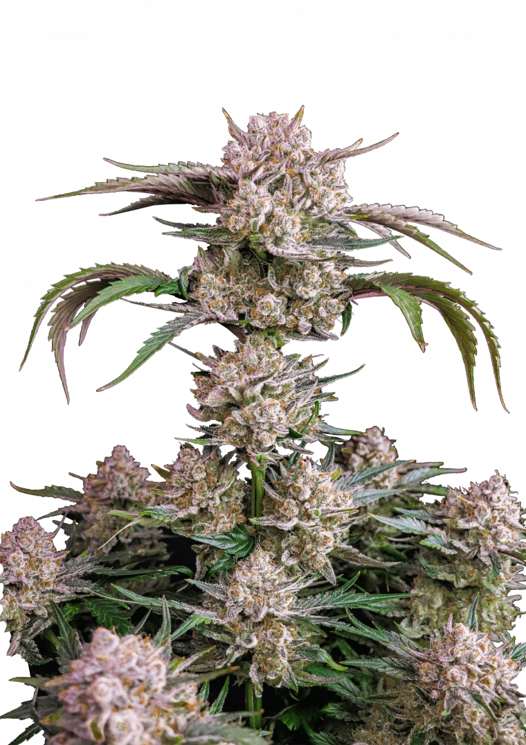 Strawberry Gorilla Auto - Autoflowering Seeds