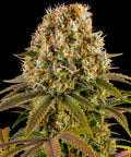 Strawberry Lemonade - Semi Stagionali