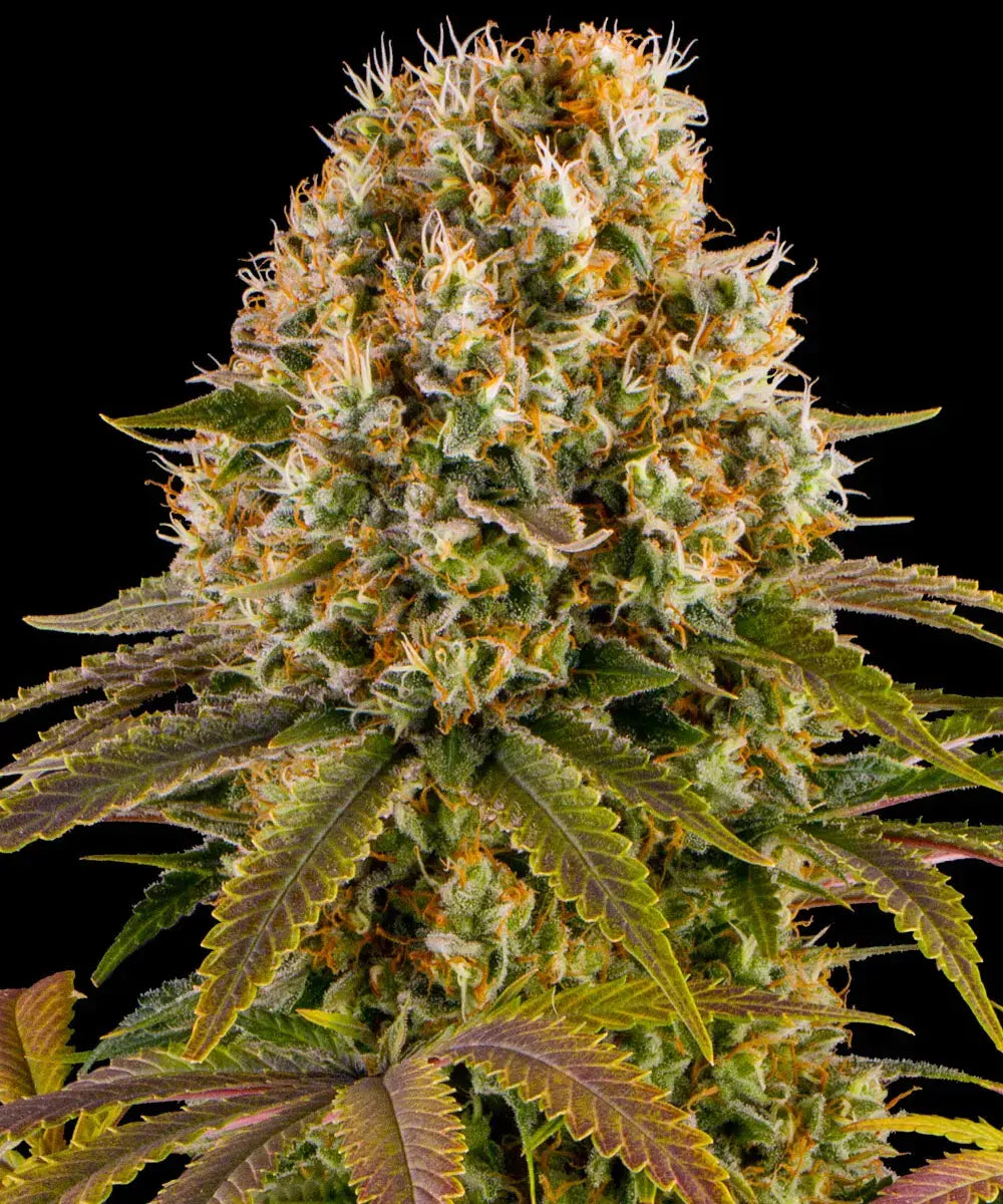 Strawberry Lemonade - Semi Stagionali
