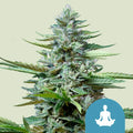 Stress Killer Automatic CBD - Semi Autofiorenti