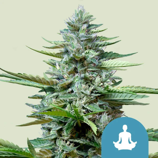 Stress Killer Automatic CBD - Semi Autofiorenti