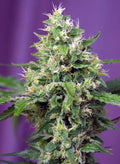 Sweet Amnesia Haze XL Auto - Autoflowering Seeds