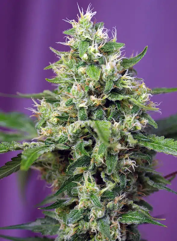 Sweet Amnesia Haze XL Auto - Semi Autofiorenti