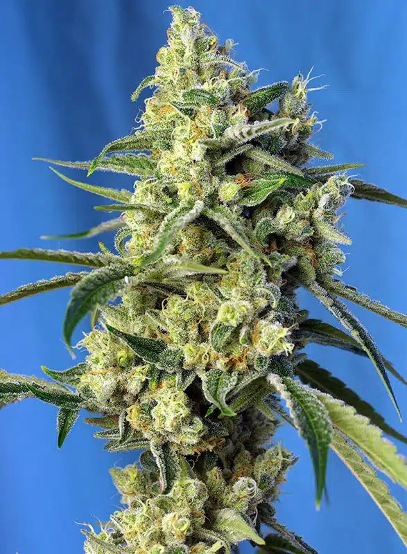 Sweet Amnesia Haze - Semi Stagionali