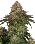 Sweet Cherry Kush - Semi Stagionali