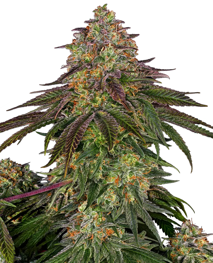 Sweet Cherry Kush - Semi Stagionali