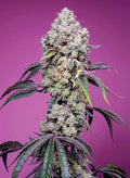 Sweet Mandarine Zkittlez F1 Fast Version - Semi Stagionali