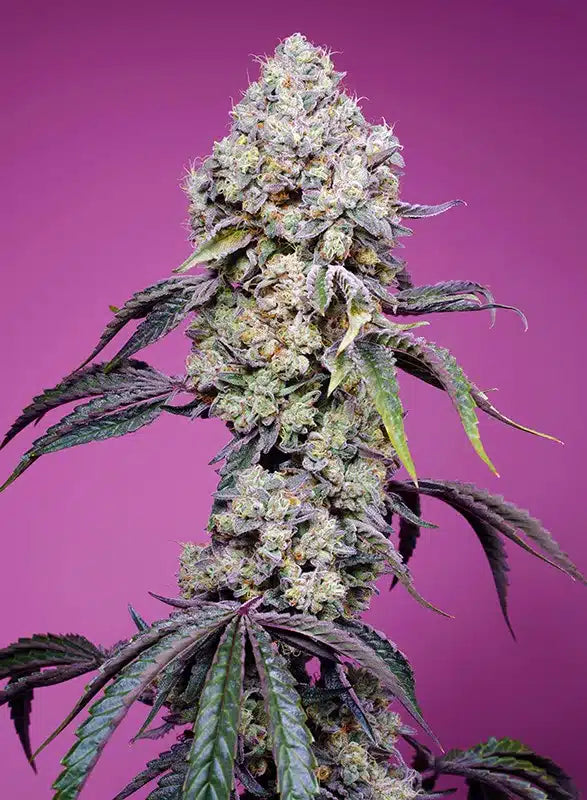 Sweet Mandarine Zkittlez F1 Fast Version - Semi Stagionali