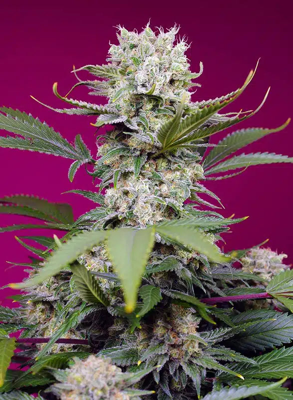 Sweet Mandarine Zkittlez XL Auto - Semi Autofiorenti