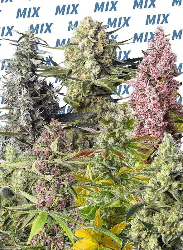 Sweet Mix Femminizzati - Semi Stagionali