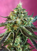Sweet Nurse Auto CBD - Autoflowering Seeds