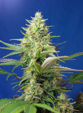 Sweet Pure Auto CBD - Semi Autofiorenti