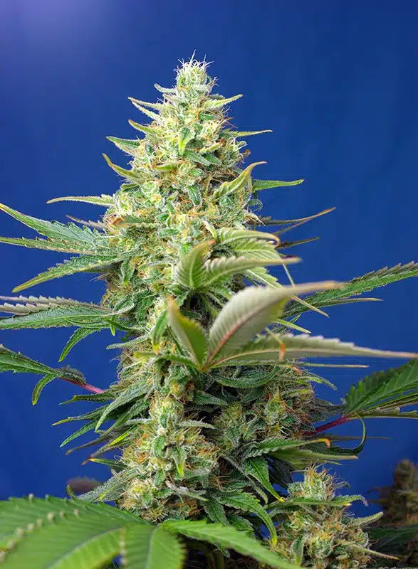 Sweet Pure Auto CBD - Semi Autofiorenti