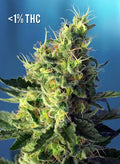 Sweet Pure CBD - Seasonal Seeds