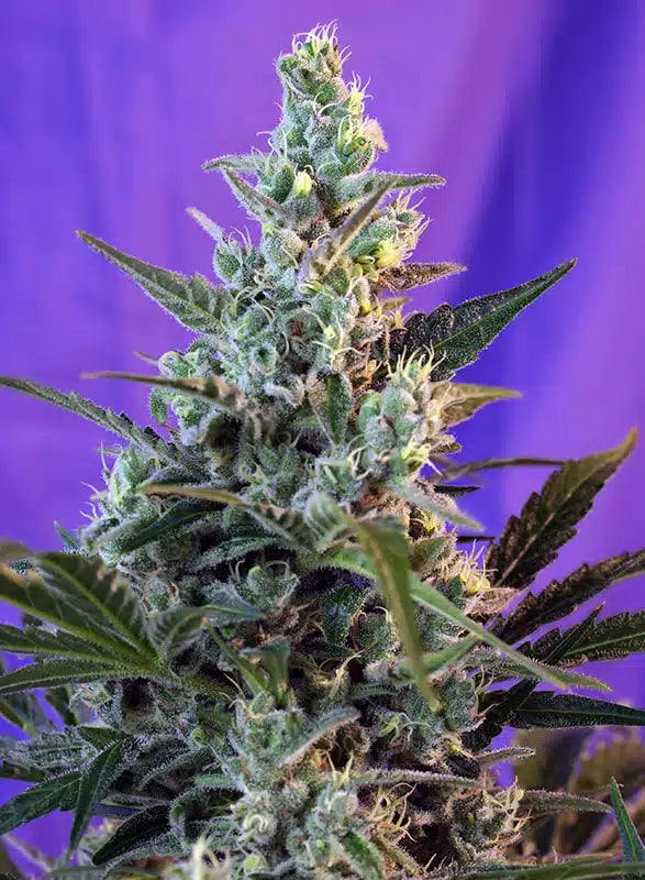 Sweet Skunk Auto - Semi Autofiorenti