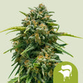Sweet Skunk Automatic - Autoflowering Seeds