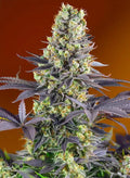 Sweet Zenzation - Semi Stagionali