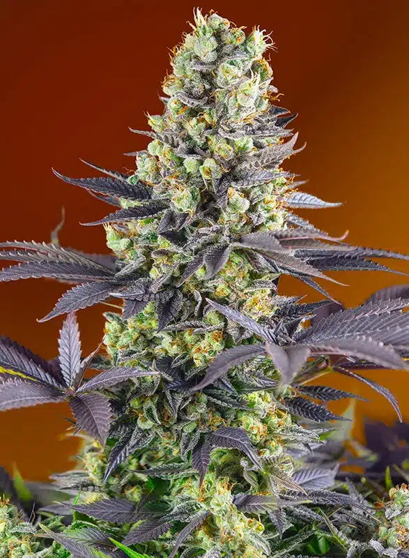Sweet Zenzation - Semi Stagionali