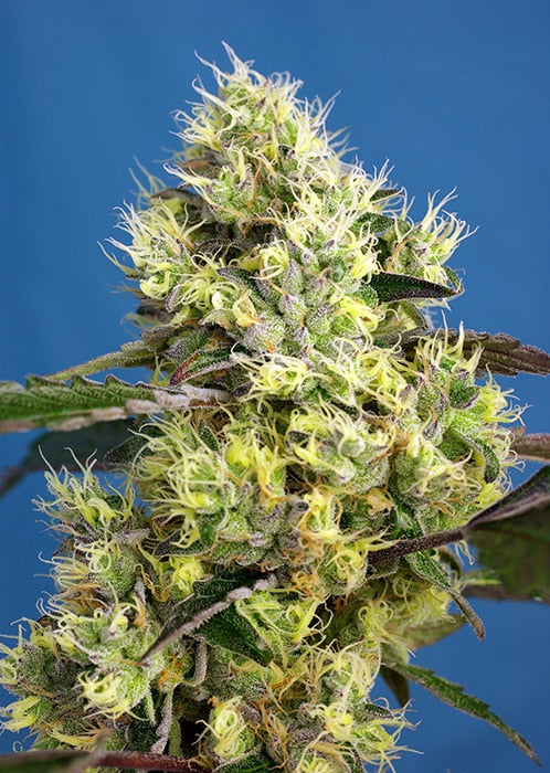 Sweet Gelato Auto - Semi Autofiorenti