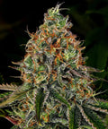 Tangerine Dream Auto - Semi Autofiorenti