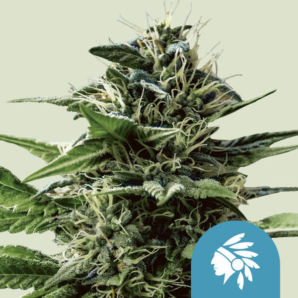 Tatanka Pure CBD - Semi Stagionali