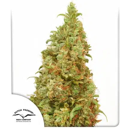 THC-Victory - Seasonal Seeds