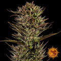 Thin Mint x Sour Pinot Auto – Feminized Autoflowering
