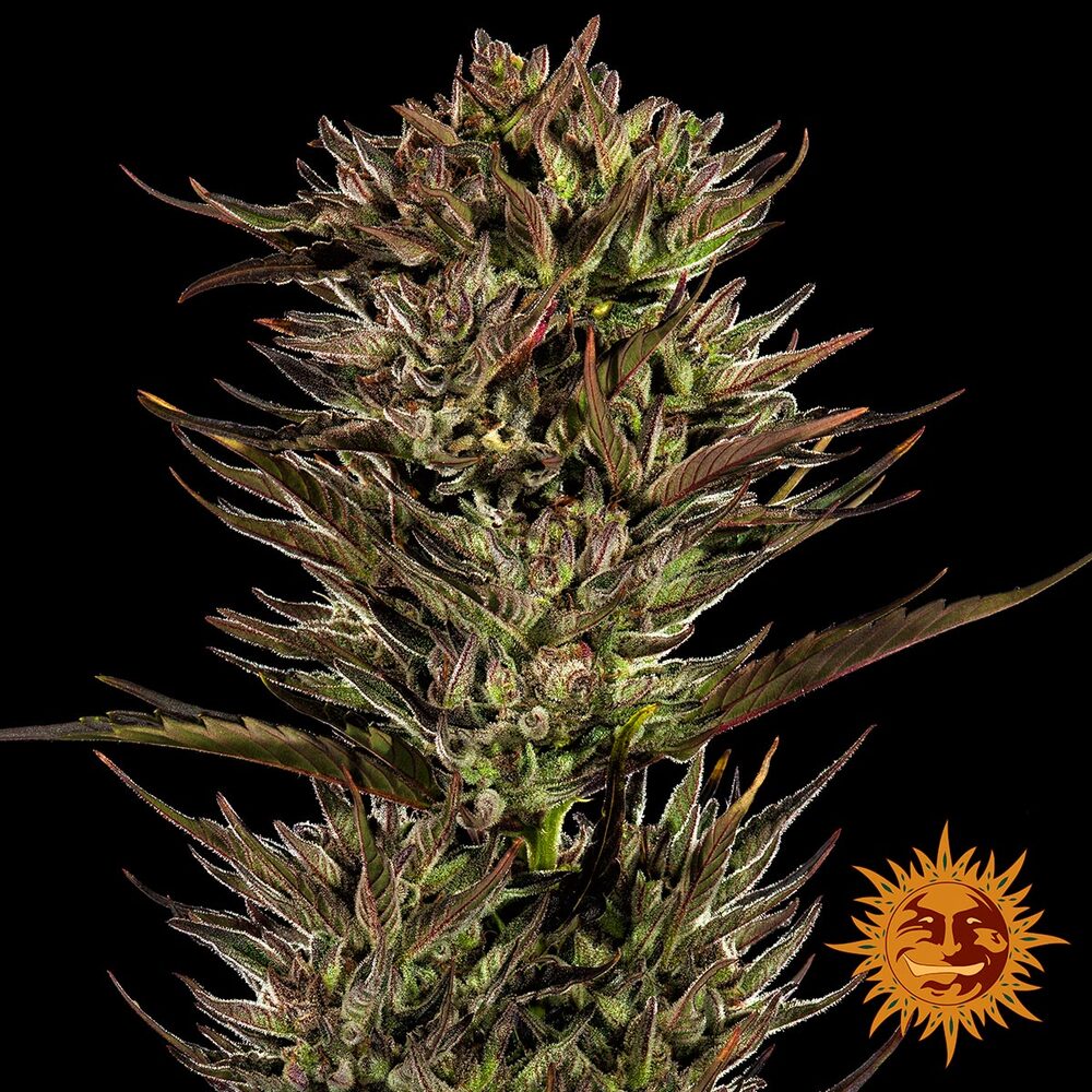 Thin Mint x Sour Pinot Auto – Feminized Autoflowering