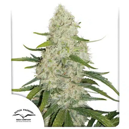 Auto Orange Bud - Autoflowering Seeds