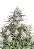 Trainwreck Auto Original - Autoflowering Seeds
