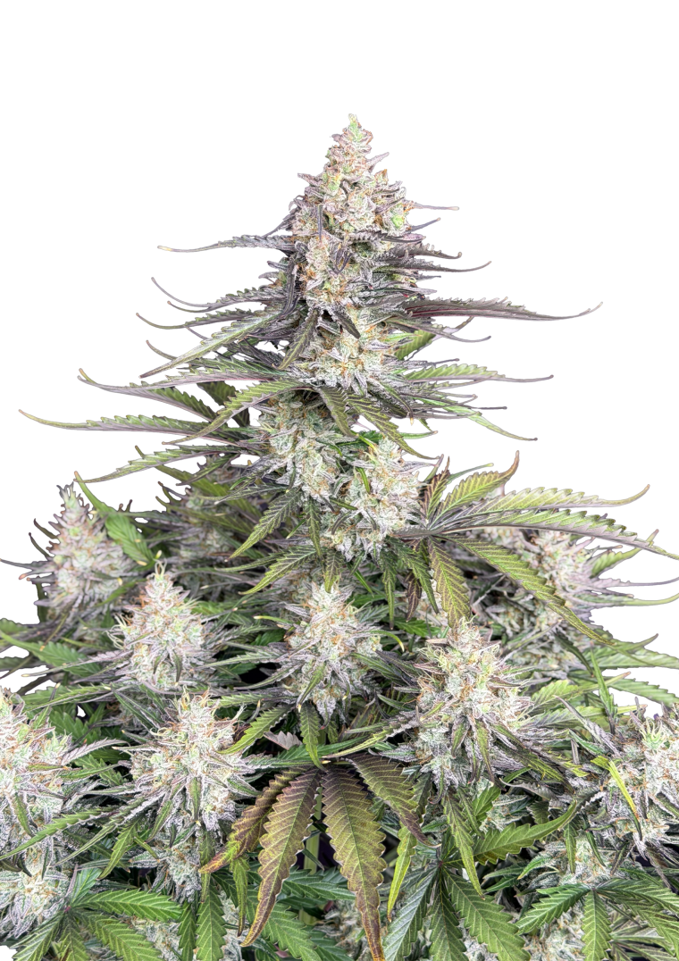 Trainwreck Auto Original - Autoflowering Seeds