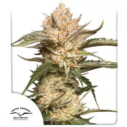 Auto Trichome & Cream - Autoflowering Seeds