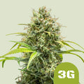 Triple G Automatic - Semi-Autoflowering