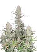 Tropicana Cookies Auto - Autoflowering Seeds