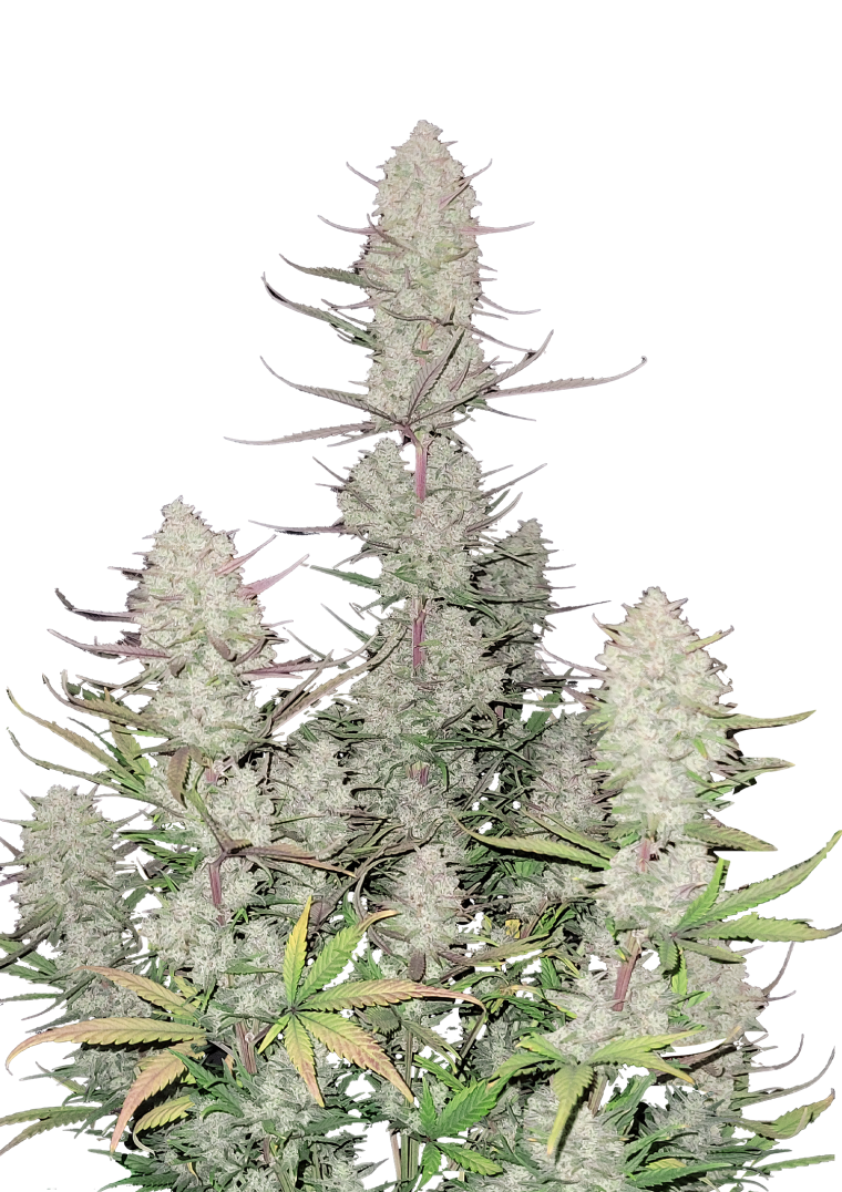 Tropicana Cookies Auto - Autoflowering Seeds
