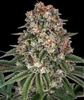 Tropicanna Banana - Semi Stagionali