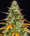 Watermelon Zkittlez Auto - Semi Autofiorenti