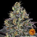 Watermelon Zkittlez - Semi Stagionali