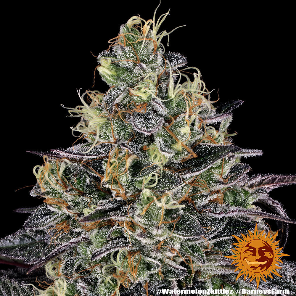 Watermelon Zkittlez - Semi Stagionali