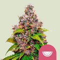 Watermelon - Seasonal Seeds