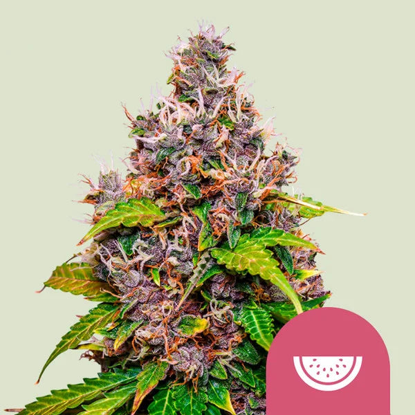 Watermelon - Seasonal Seeds