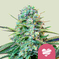 Wedding Crasher - Seasonal Semi