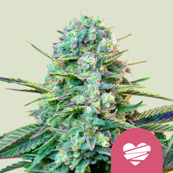 Wedding Crasher - Seasonal Semi