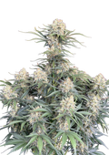 White Widow Auto Original - Semi Autofiorenti
