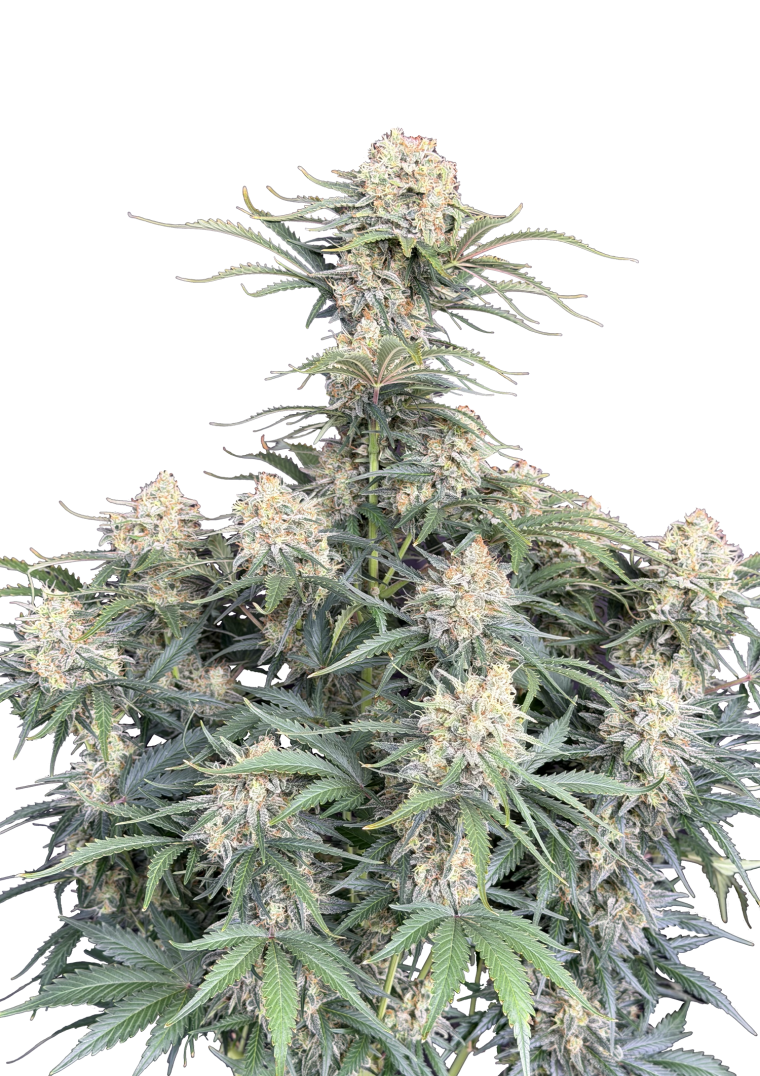 White Widow Auto Original - Semi Autofiorenti