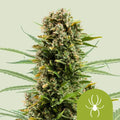 White Widow Automatic - Semi Autofiorenti