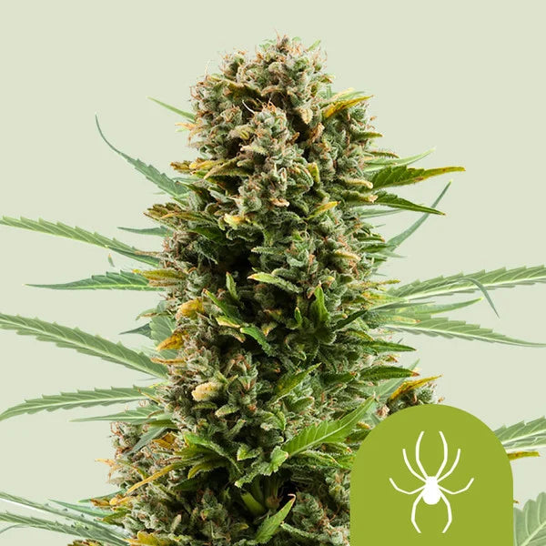 White Widow Automatic - Semi Autofiorenti