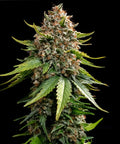 White Widow XXL Auto - Autoflowering Seeds