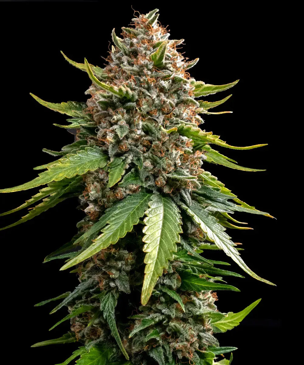 White Widow XXL Auto - Autoflowering Seeds
