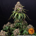 White Widow XXL - Seasonal Seeds